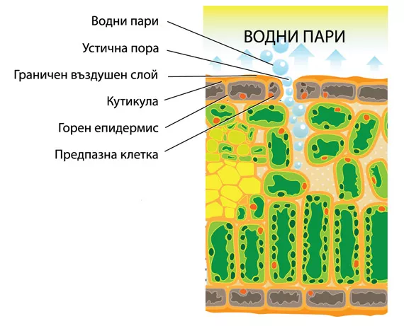 How air temperature affects plants